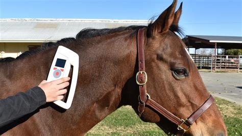 equine rfid chip and reader|equine identification chip.